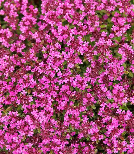 Thymus praecox 'Coccineus'